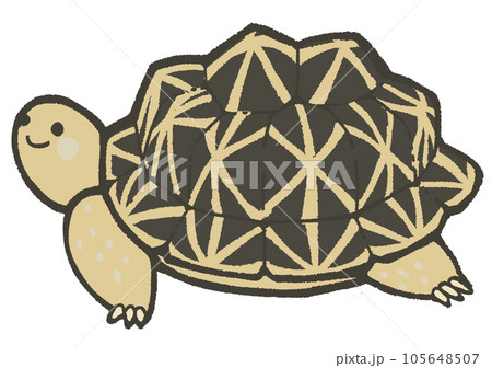 インドホシガメ 105648507