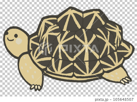 インドホシガメ 105648507