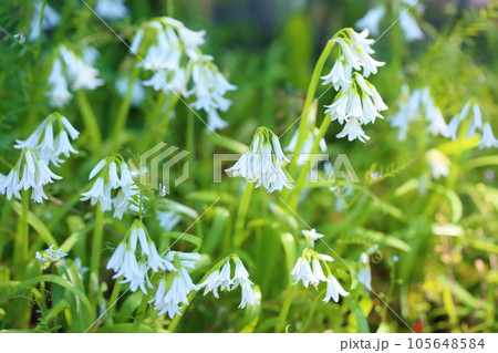 シラーの花 105648584
