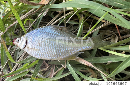 釣ったタケノコ 105648667
