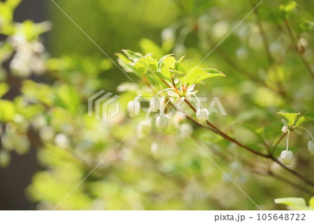 可愛い ドウダンツツジの花 可愛い ドウダンツツジの花 105648722