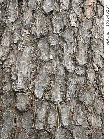 樹皮 105649297