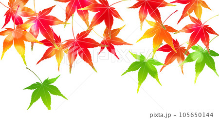 紅葉　もみじ　秋　背景	 105650144