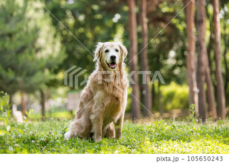 golden retriever dog in a park 105650243
