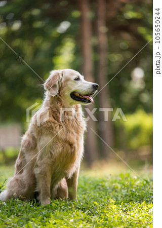 golden retriever dog in a park golden retriever dog in a park 105650244