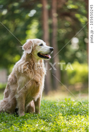 golden retriever dog in a park 105650245