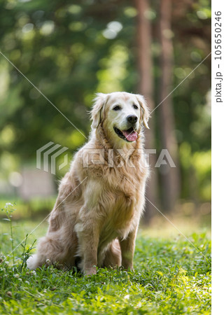 golden retriever dog in a park 105650246