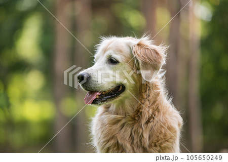 golden retriever dog in a park 105650249