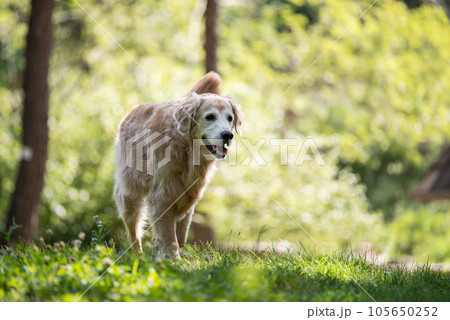 golden retriever dog in a park golden retriever dog in a park 105650252