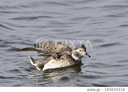 コオリガモ雌 コオリガモ雌 105650338