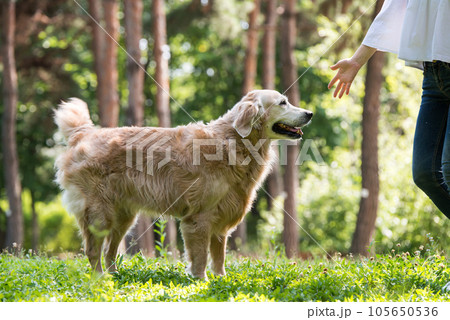 golden retriever dog in a park 105650536