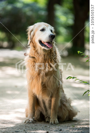 golden retriever dog in a park golden retriever dog in a park 105650537