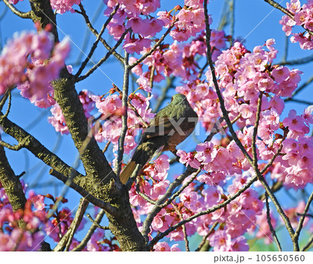 河津桜とヒヨドリ 河津桜とヒヨドリ 105650560