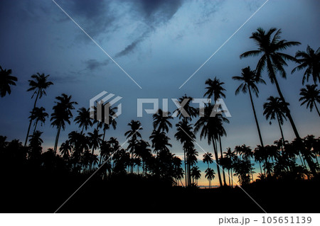 Coconut tree at sunset. 105651139