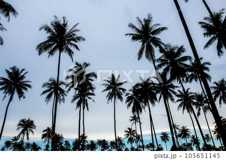 Coconut tree with sunset. 105651145