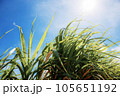 Sugarcane leaves at sunlight. 105651192