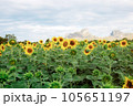 Sunflower on field with sunshine. 105651197