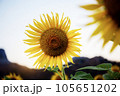 Sunflower with the sunset. 105651202