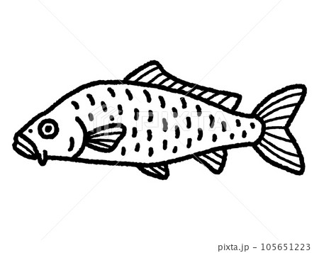 鯉・コイ・魚・線画 鯉・コイ・魚・線画 105651223