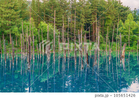 （北海道）夏の青い池　 105651426