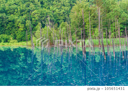 (北海道)夏の青い池 (北海道)夏の青い池 105651431