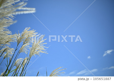 もう直ぐ立秋、でも酷暑！ 105651887