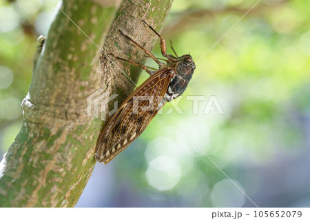 木にとまるアブラゼミ 105652079