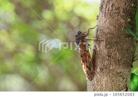 木にとまるアブラゼミ 木にとまるアブラゼミ 105652083