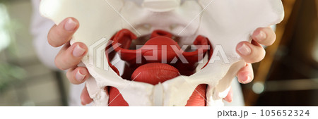 Close-up of model of female pelvis with muscles in hands of gynecologist. 105652324