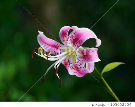 夏の日本の森に咲くシマカノコユリ 105652354