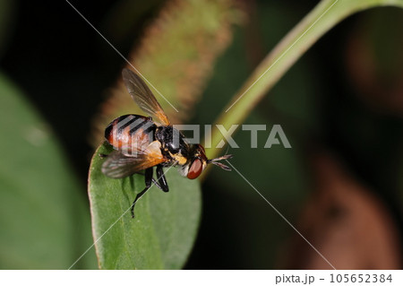 生き物　昆虫　マルホシヒラタヤドリバエ、幼虫はチャバネアオカメムシの成虫に寄生します 105652384