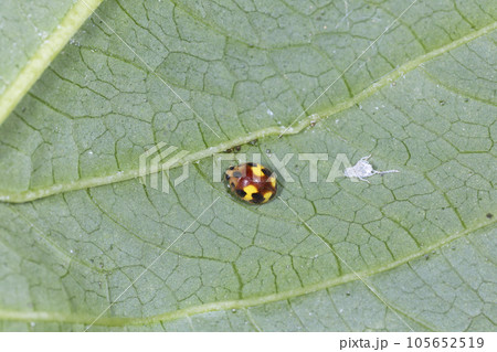 アミダテントウ アミダテントウ 105652519