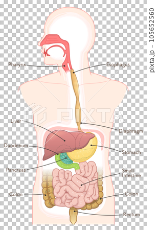Illustration of digestive system, esophagus, stomach, duodenum, oral cavity, nasal cavity, liver 105652560
