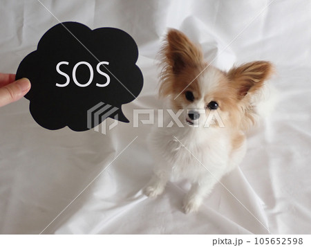 小型犬にSOSの吹き出し、白背景 小型犬にSOSの吹き出し、白背景 105652598