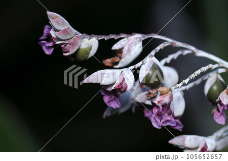 紫に白い粉を吹いたようなミズカンナの花（マクロレンズ使用・ストロボ＋自然光・接写写真） 105652657