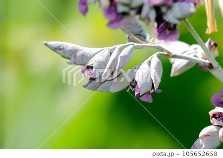 紫に白い粉を吹いたようなミズカンナの花(マクロレンズ使用・ストロボ+自然光・接写写真) 紫に白い粉を吹いたようなミズカンナの花(マクロレンズ使用・ストロボ+自然光・接写写真) 105652658