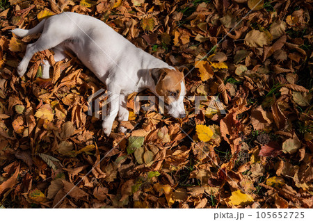 Dog jack russell terrier lies in the fallen leaves on a walk in the autumn park. View from above. Dog jack russell terrier lies in the fallen leaves on a walk in the autumn park. View from above. 105652725