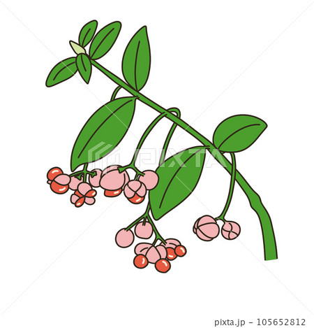 Mayumi - Stock Illustration [105652812] - PIXTA