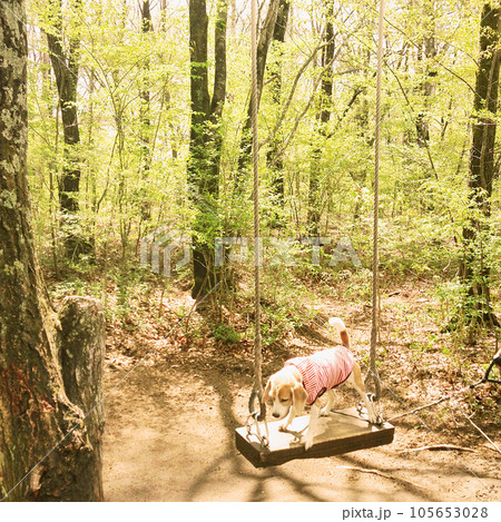森のブランコで遊ぶビーグル犬 105653028