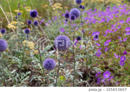 Echinops ritro or southern globethistle flowering plant Echinops ritro or southern globethistle flowering plant 105653607