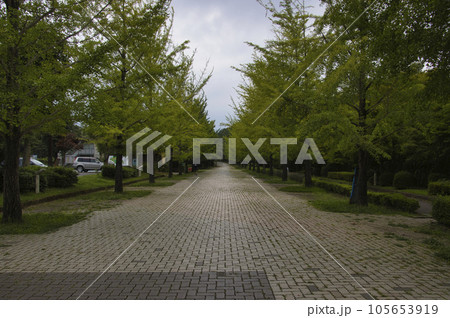 秩父ミューズパーク　銀杏並木　埼玉県秩父市・小鹿野町 105653919