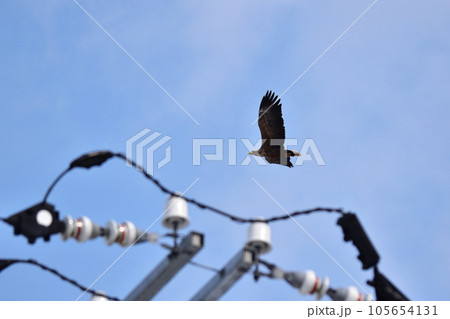 電線の上を飛ぶオジロワシ 電線の上を飛ぶオジロワシ 105654131
