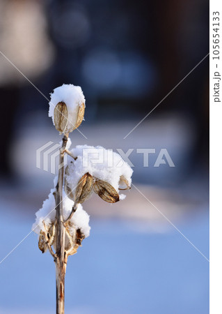 オオウバユリと早春の雪 オオウバユリと早春の雪 105654133