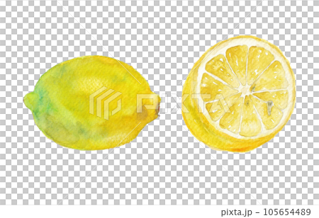 水彩畫的切片檸檬插圖 105654489