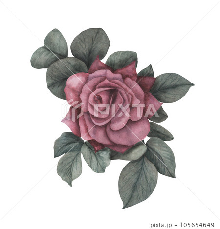 Dark gothic rose with leaves magical texture isolated on white background. Watercolor hand draw botanical sketch iIllustration. Art for design mystical halloween witch decoration, scary greeting card Dark gothic rose with leaves magical texture isolated on white background. Watercolor hand draw botanical sketch iIllustration. Art for design mystical halloween witch decoration, scary greeting card 105654649