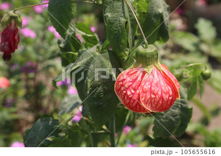 Chinese Lantern Hibiscus flower plant 105655616
