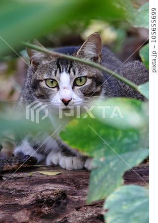猫 ねこ ネコ 105655699