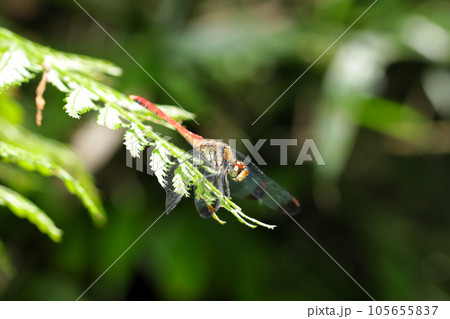 蒸し暑い秋の山中、シダの葉先で日光浴をするリスアカネトンボ（マクロレンズ使用・屋外自然光・接写写真） 105655837