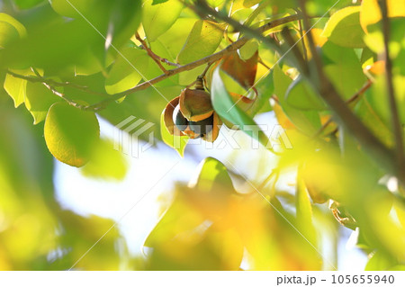 割れたツバキの実 105655940