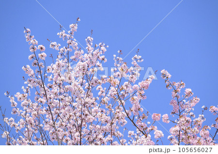 満開の桜（空バック 動画との同時撮影） 105656027